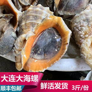 大连海鲜海货新鲜鲜活大个海螺红里螺烧烤聚会聚餐饭店食材3斤装