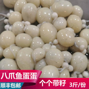 大连海鲜海货新鲜八爪鱼蛋章鱼卵章鱼籽大米3斤饭店烧烤海鲜食材