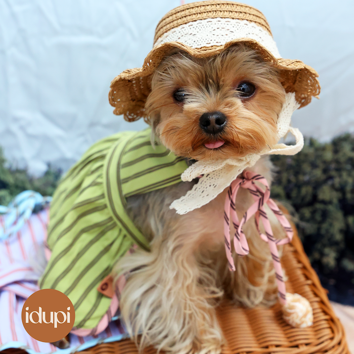 idupi宠物春夏宠物裙子