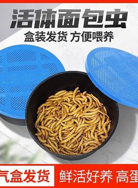 面包虫活虫黄粉虫活虫乌龟仓鼠粮食蜘蛛蝎子蛙八哥鸟食物活物食物