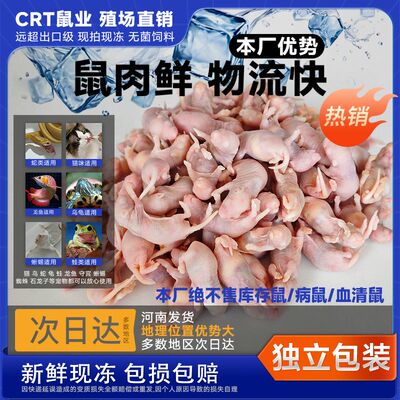 红皮乳鼠冰冷冻小老鼠蛇饲料独立包装幼喂猫龟爬宠粉霜跳亚成新鲜