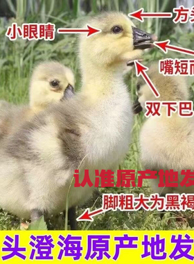 一斤正宗狮头鹅活苗特大种狮头鹅苗狮子头鹅幼苗鹅苗大种宠物鹅