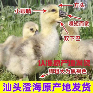 一斤正宗狮头鹅活苗特大种狮头鹅苗狮子头鹅幼苗鹅苗大种宠物鹅
