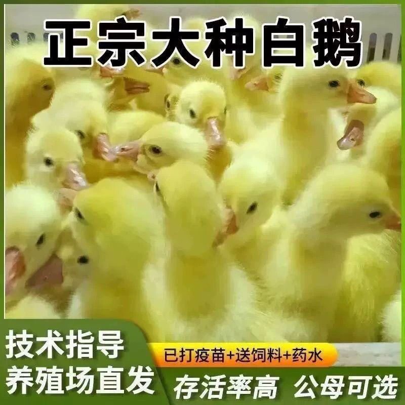 (6只装)四季白鹅农村散养快大浙东白鹅五龙鹅皖西鹅【宠物鸭】25
