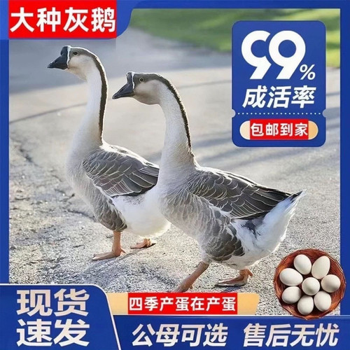 （6只装）正宗纯种大种灰鹅看家鹅特大观赏鹅农家散养【宠物鸭】4