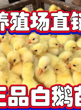 小鹅活苗大种白鹅苗活体正宗三花皖西浙东四季产蛋王百子母鹅宠物