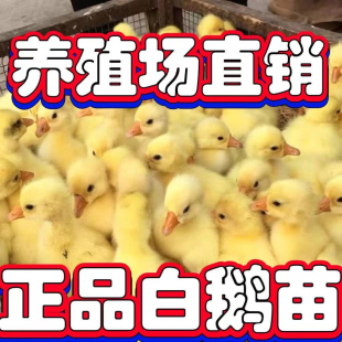 产蛋王百子母鹅宠物 小鹅活苗大种白鹅苗活体正宗三花皖西浙东四季