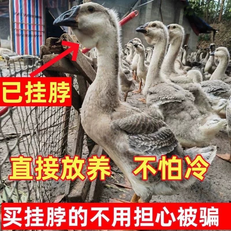 (6只装)正宗纯种澄海狮头鹅特大观赏鹅农家散养潮汕【宠物鸭22