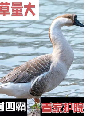 小鹅活苗一斤苗正宗大种灰鹅产蛋鹅王小鹅幼苗灰头鹅大雁灰鹅宠物