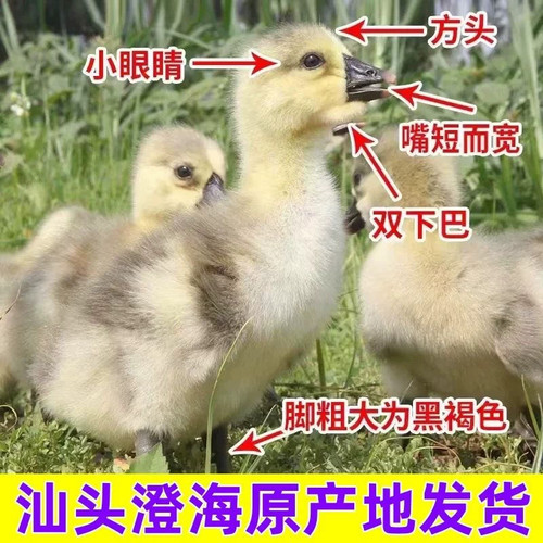 （6只装）正宗纯种澄海狮头鹅特大观赏鹅农家散养潮汕【宠物鸭】3