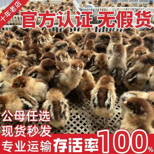 （50只装）正宗纯种麻鸡黄脚小鸡五黑青脚麻羽鸡散养【宠物鸡】1