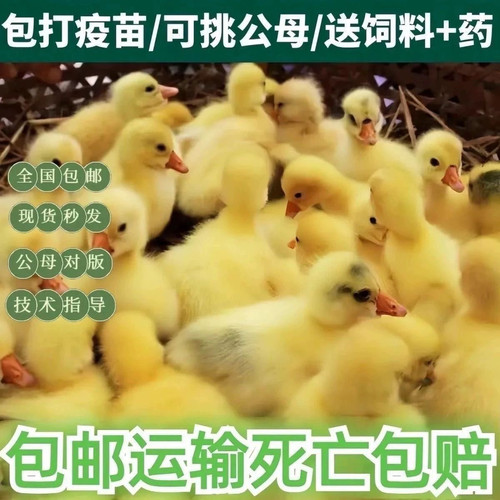 (6只装)四季白鹅农村散养快大浙东白鹅五龙鹅皖西鹅【宠物鸭】23