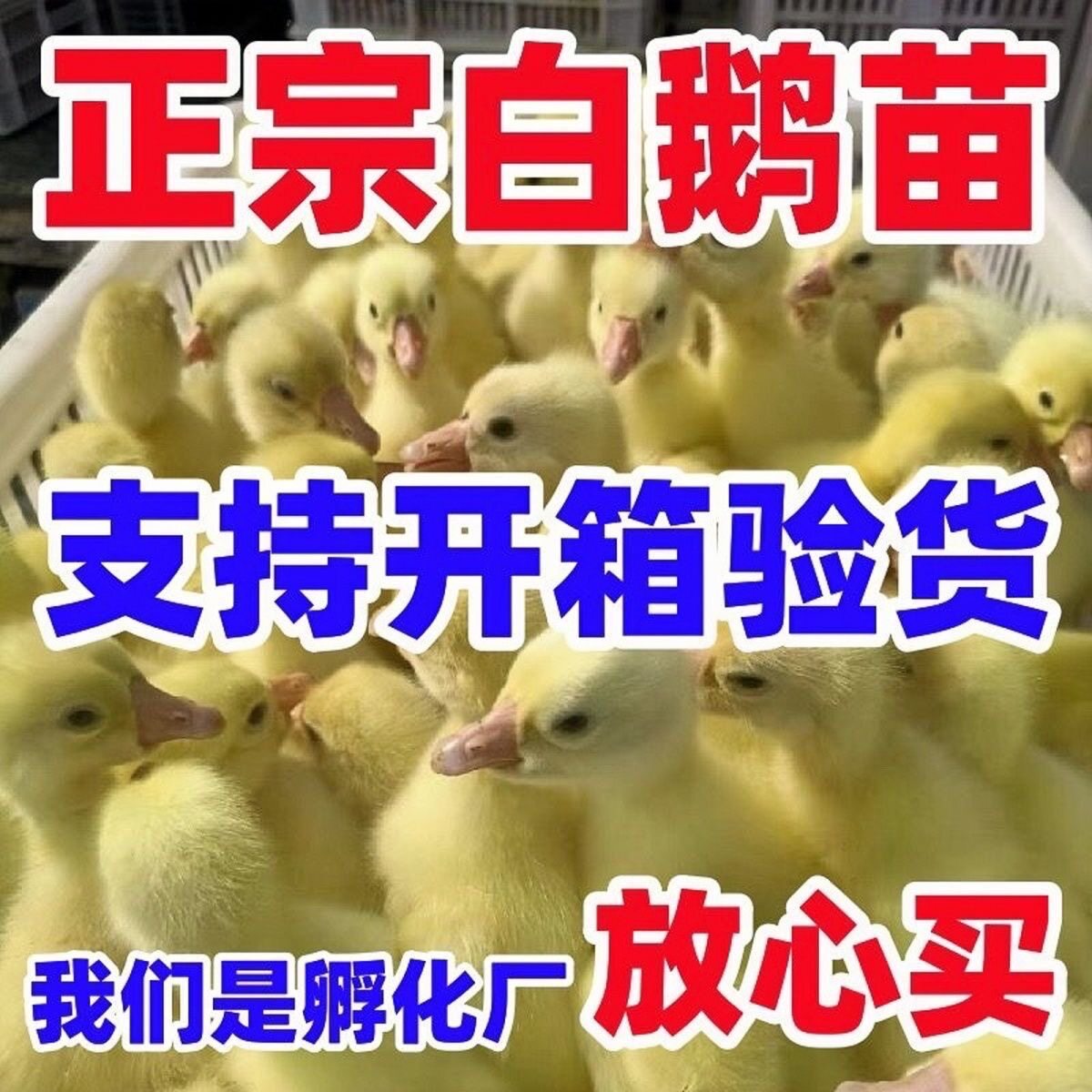 (6只装)四季白鹅农村散养快大浙东白鹅五龙鹅皖西鹅【宠物鸭】16