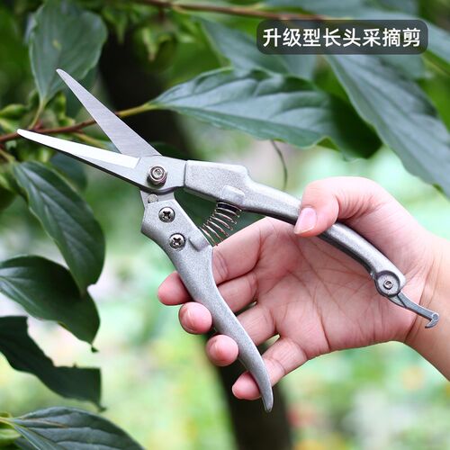 修枝剪树枝剪刀修剪花艺园艺葡萄家用火龙果专用剪果树工具采摘剪