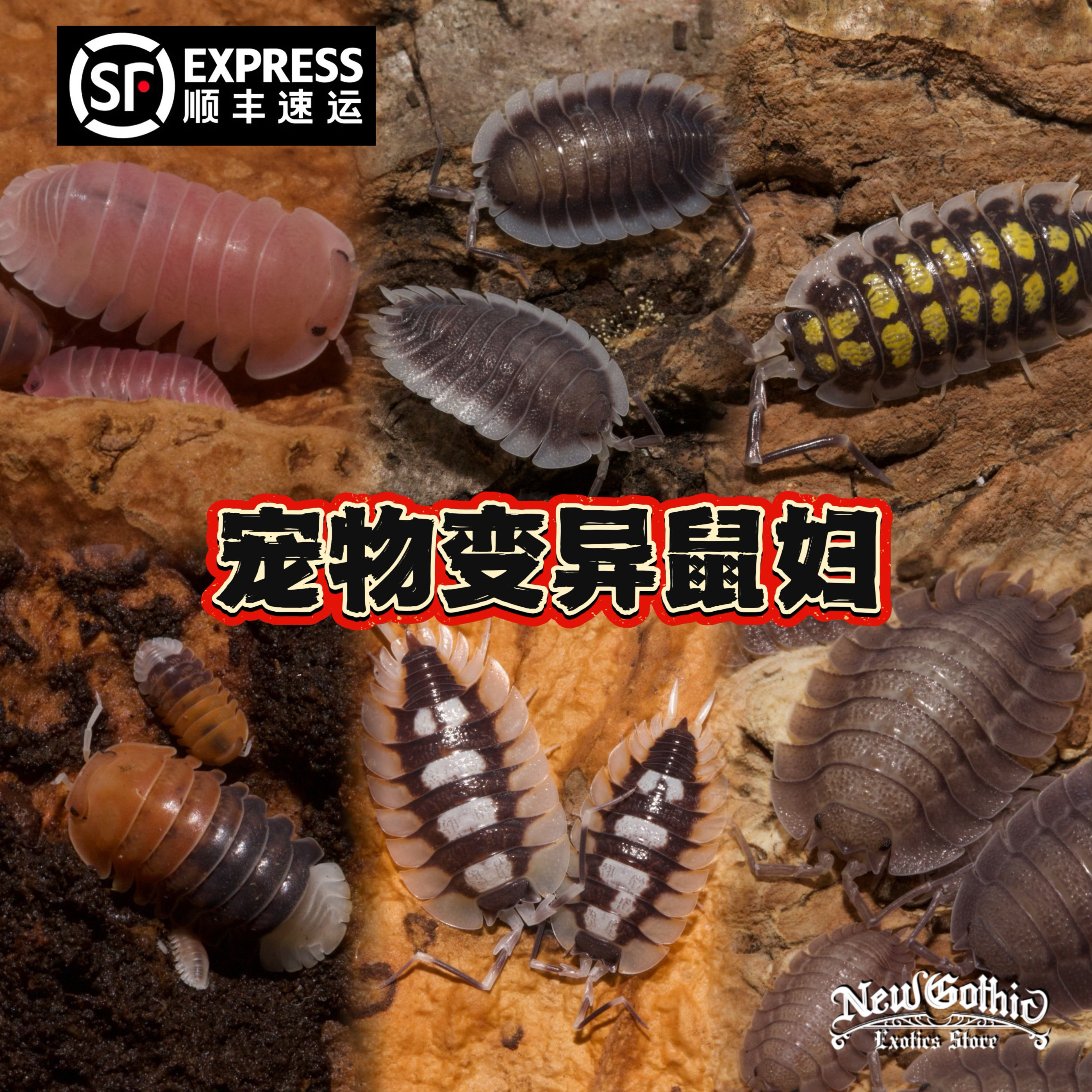 变异鼠妇新型桌面宠物球潮虫雨林缸清道夫鸭仔熊猫王木星西瓜虫