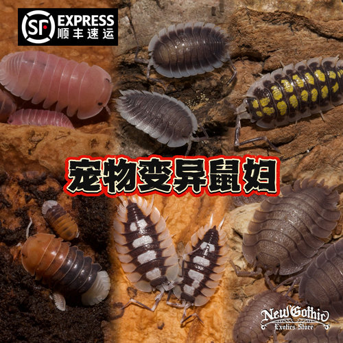 鼠妇潮虫西瓜虫桌面宠物种类齐全