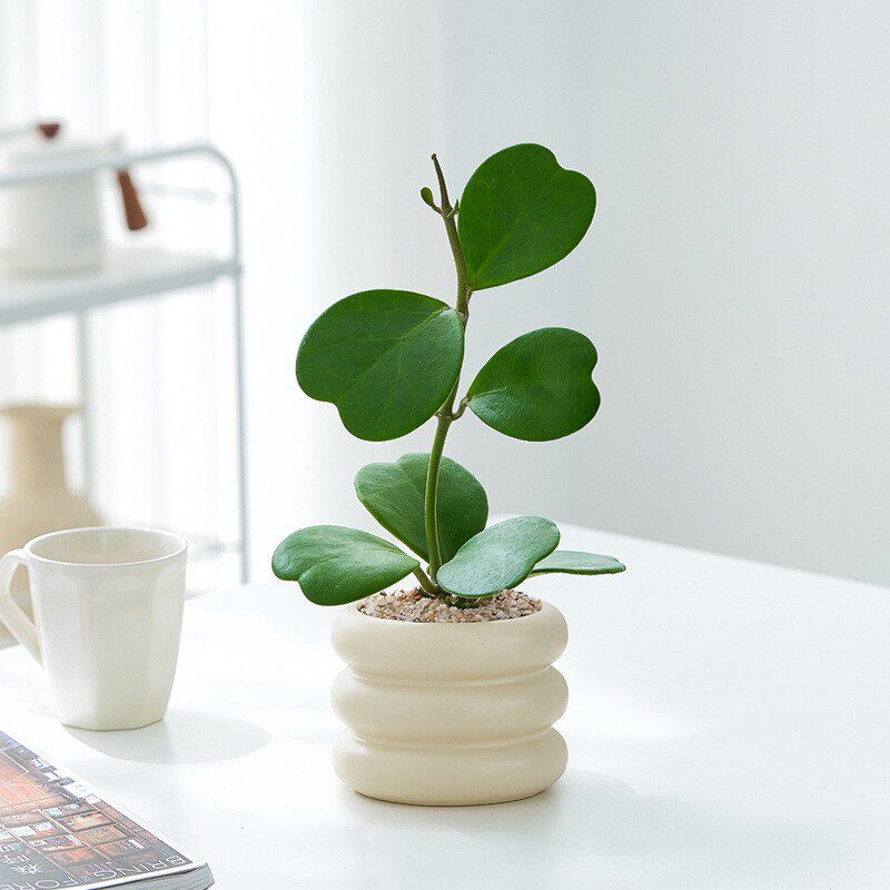 心叶球兰盆栽一片室内植物情人礼物表白办公桌面趣味绿植