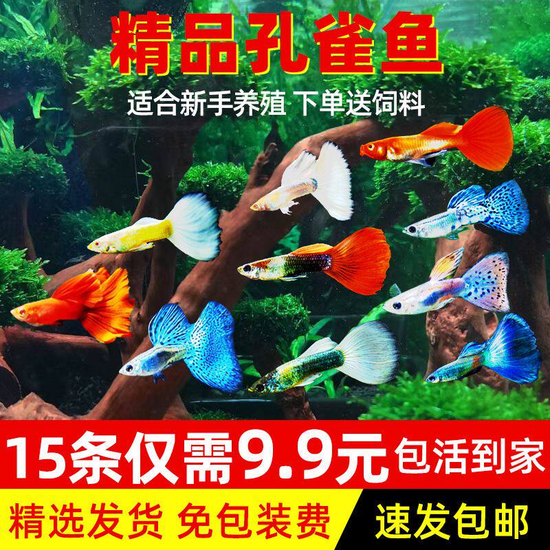 好养冷水小鱼淡金鱼孔雀鱼鱼苗观赏鱼小型热带鱼胎生凤尾纯种