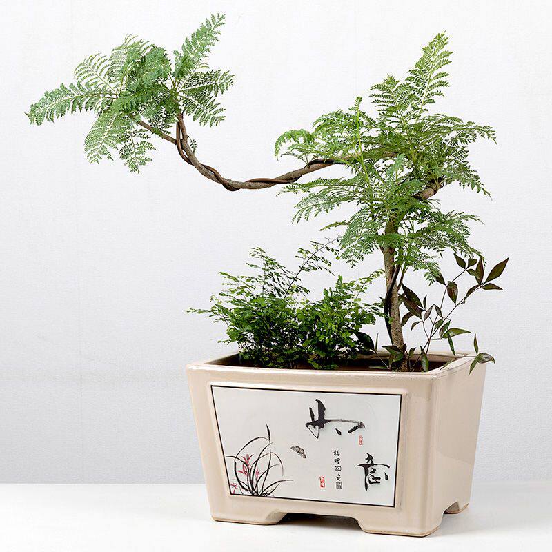 长方形花盆陶瓷简约室内个性阳台兰花多肉蝴蝶兰绿萝榕树盆栽绿植