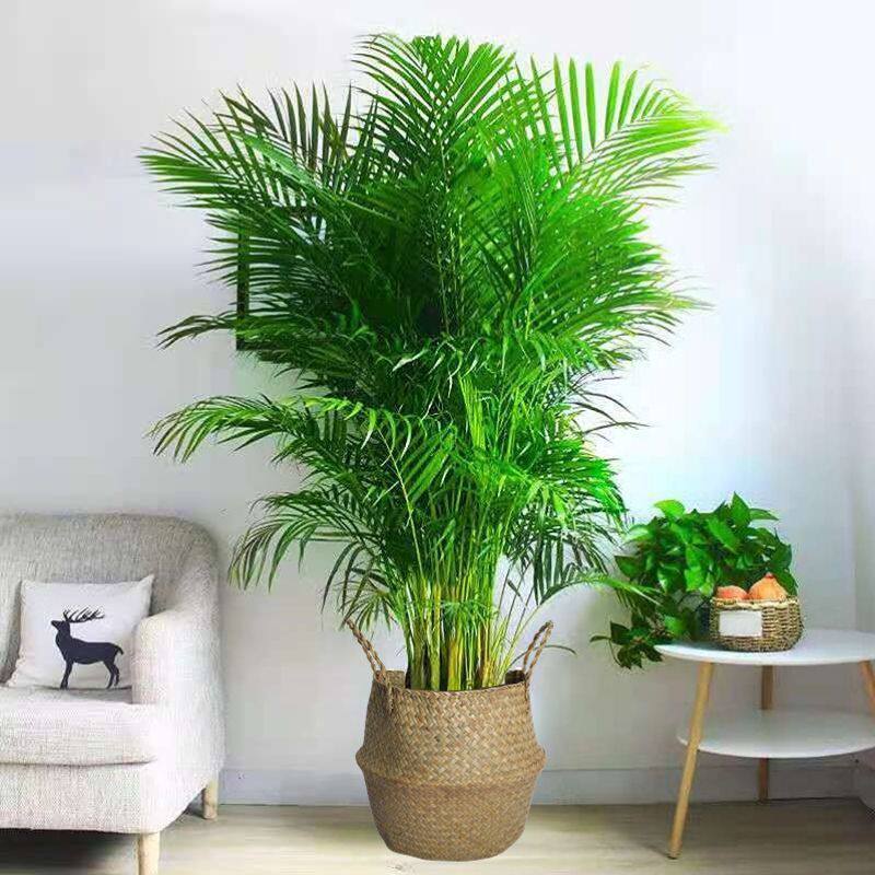 散尾葵大型花卉盆栽绿植物绿植客厅好懒人四季常青2月17日发完