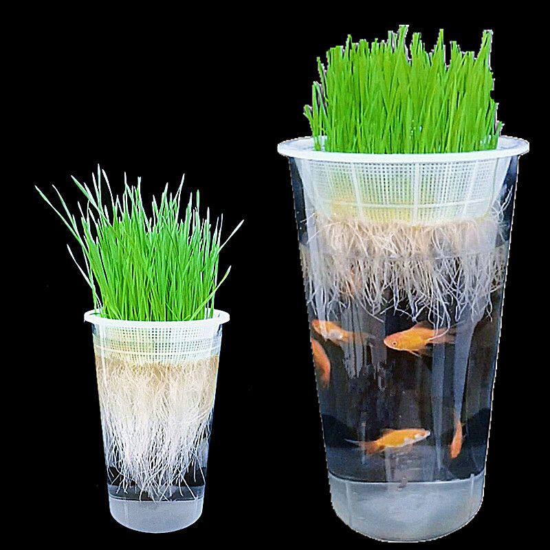 透明水培箱无土栽培种植盆观察植物根部生长鱼菜共生鱼缸猫草种植
