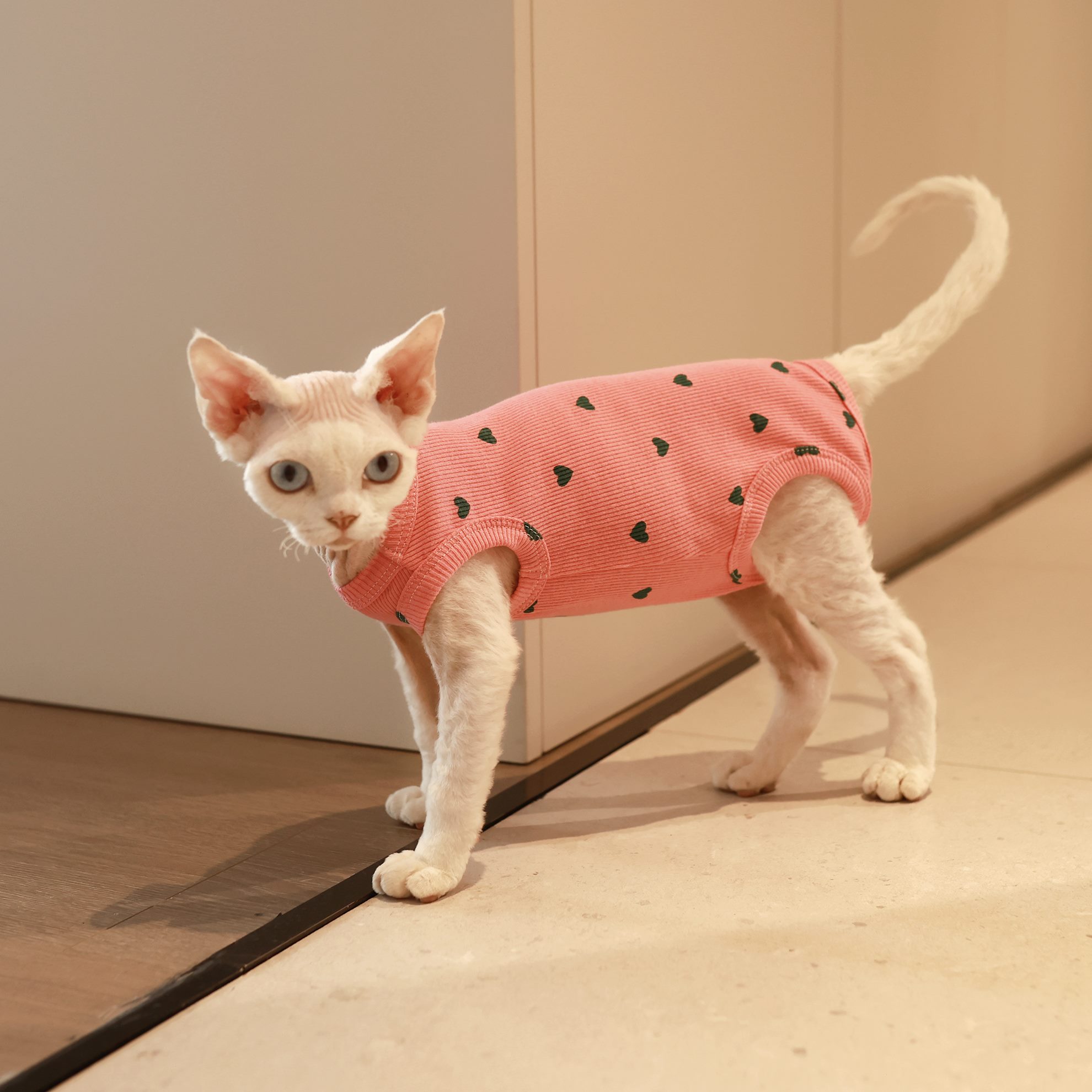 衣服背心任发四脚护肚财弹无毛猫斯芬克斯猫纯棉高衣德文