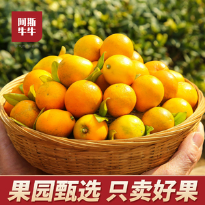 大凉山脆蜜金桔纯甜无籽