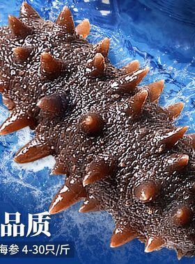 特大海参高品质新鲜大连鲜活即食海参冷冻野生深海辽刺参滋补500g