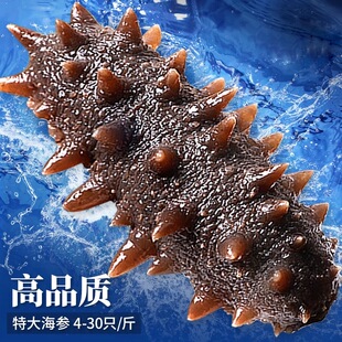 特大海参高品质新鲜大连鲜活即食海参冷冻野生深海辽刺参滋补500g
