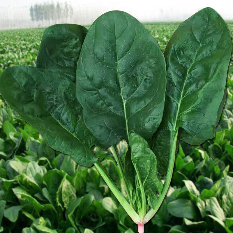 四季大叶菠菜蔬菜种子土菠菜种子速生家庭院阳台易种大全四季种植,农用物资,育苗/栽培基质,淘宝优惠券,粉丝福利购,淘宝优惠卷
