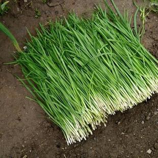 山东小细叶韭菜种子孑韭菜根苗农家老品种家庭阳台春四季蔬菜种籽