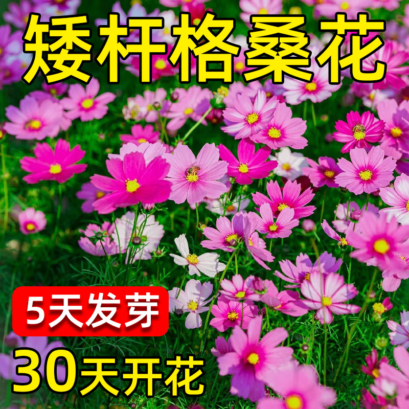 格桑花花种籽子波斯菊花太阳花种孑野花组合绿化四季播种开花种子