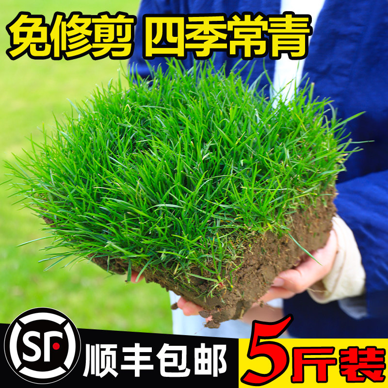 草坪草籽四季常青庭院绿化地毯草种子护坡狗牙根百慕大黑麦草皮孑,农用物资,育苗/栽培基质,淘宝优惠券,粉丝福利购,淘宝优惠卷