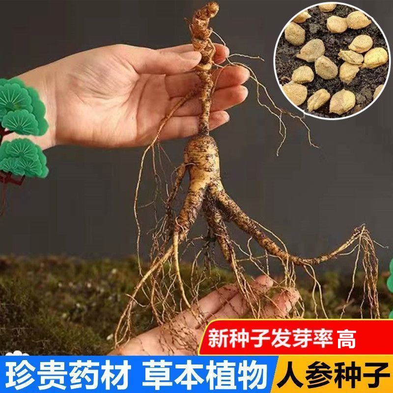 长白山人参种子野山参种子四季易种材易活室内观花卉盆栽