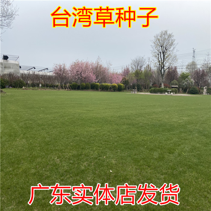 台湾2号矮生百慕大果岭草草籽地毯草种籽剪股颖别墅庭院草坪种子