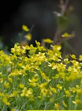 猫爪草野生种种孑中药材正品中药猫爪草新鲜水洗猫抓草夏枯草种