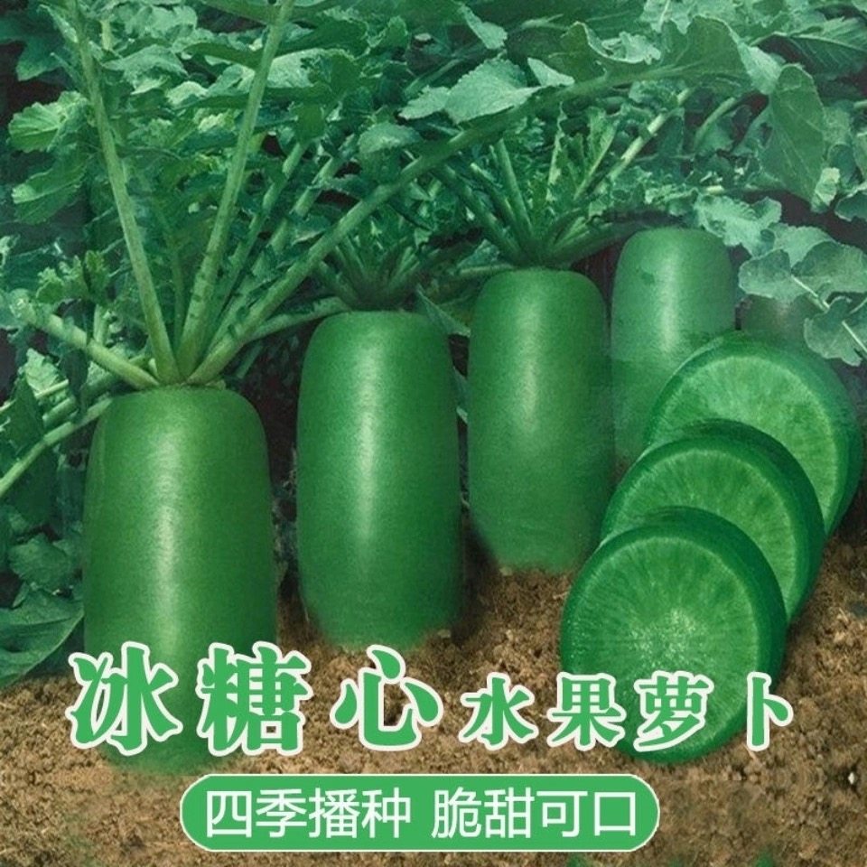 生吃水果萝卜种子 里外青萝卜沙窝萝卜口感脆甜水多农家蔬菜种子,农用物资,育苗/栽培基质,淘宝优惠券,粉丝福利购,淘宝优惠卷