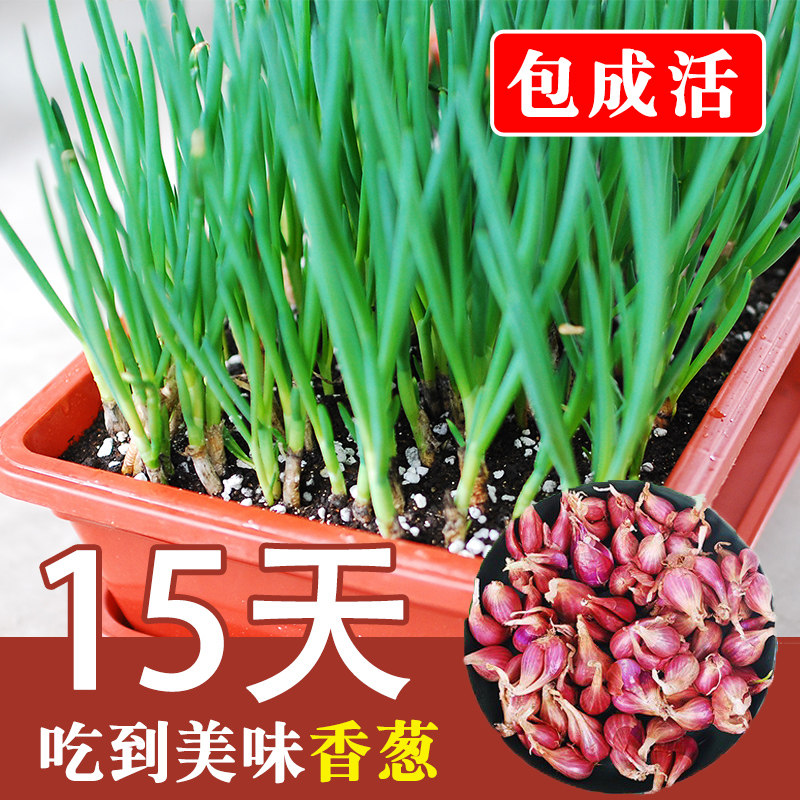 火葱头四季小香葱种子种头蒜葱小葱种籽红葱头阳台蔬菜盆栽葱种孑,农用物资,育苗/栽培基质,淘宝优惠券,粉丝福利购,淘宝优惠卷