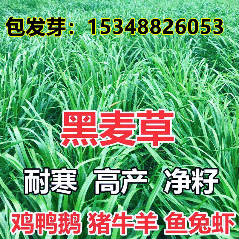 进口耐寒牧草种子多年生黑麦草种子四季常青鸡鸭鹅猪牛羊鱼草种籽,农用物资,育苗/栽培基质,淘宝优惠券,粉丝福利购,淘宝优惠卷