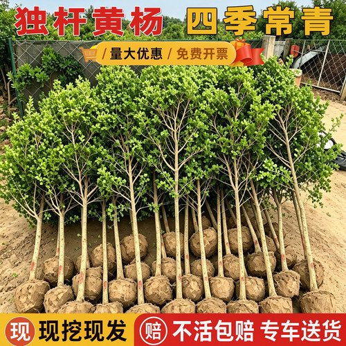 独杆黄杨树苗小叶瓜子黄杨苗大型庭院地栽耐寒四季常青盆景素材苗