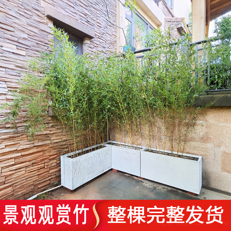 不修剪全冠带梢头不去顶矮化景观竹金竹绿竹庭院观赏竹四季竹子苗