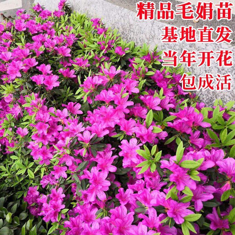 庭院杜鹃苗茶梅苗四季常绿开花