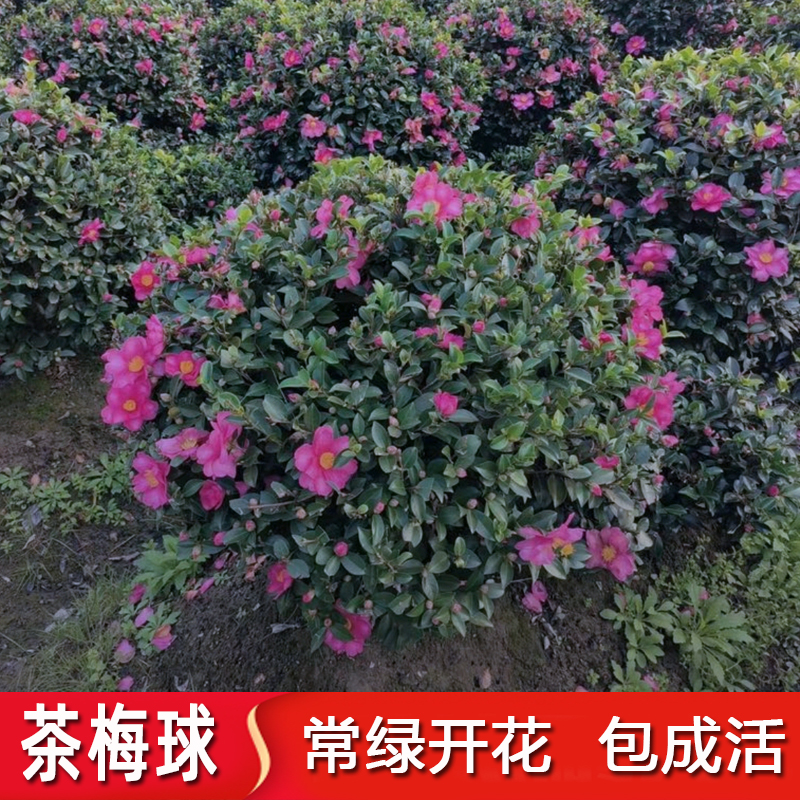 茶梅球树苗茶梅花苗庭院阳台室内外耐寒花卉茶梅盆栽老桩茶梅盆景