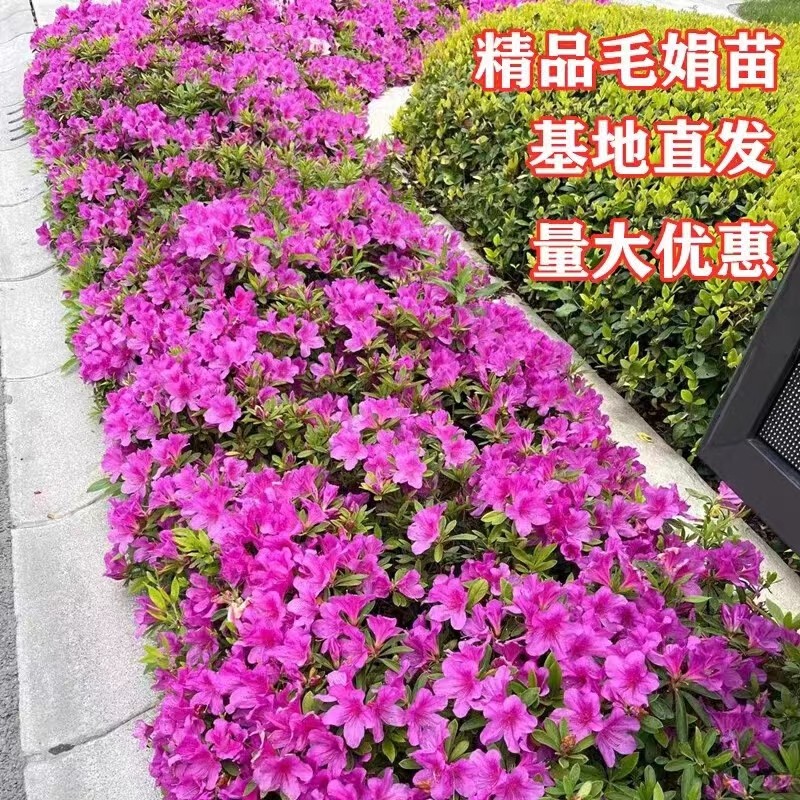 毛杜鹃夏娟毛鹃花苗茶梅苗毛娟映山红小苗花庭院花坛开花植物树苗_虎窝淘