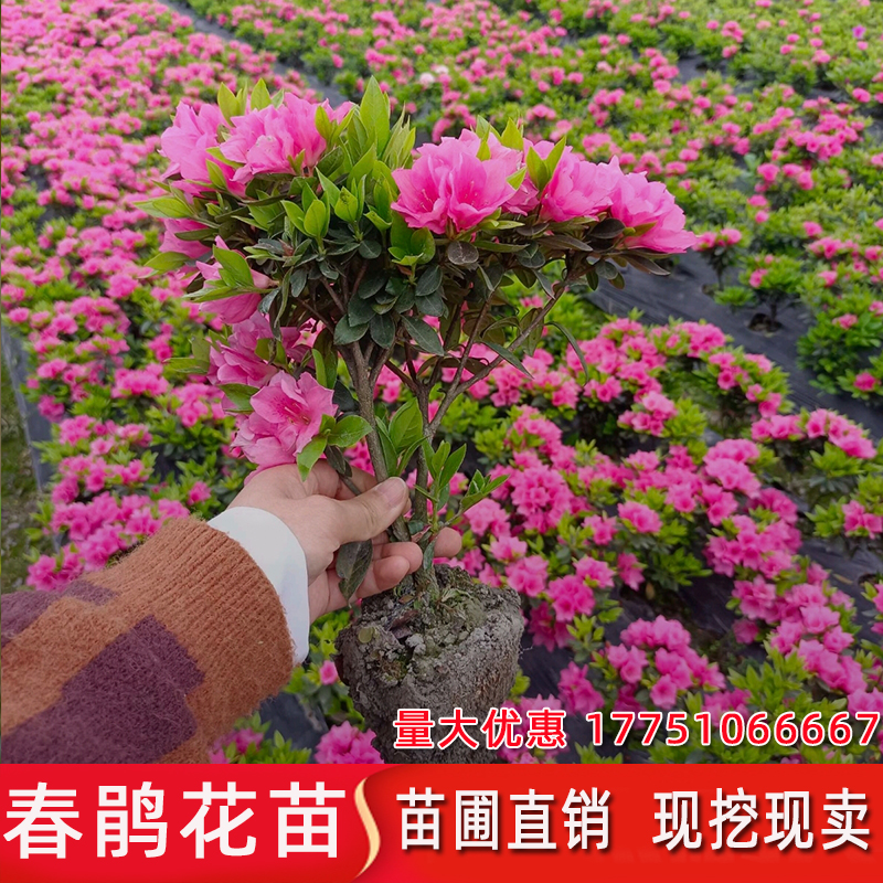 春鹃毛杜鹃夏娟紫鹃苗