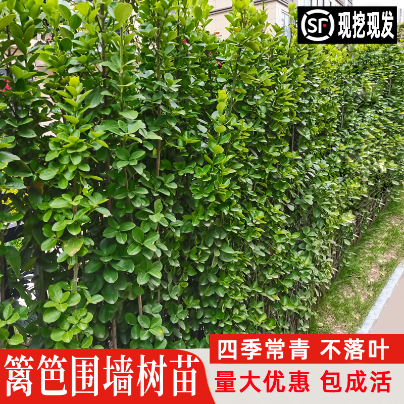 北海道直立冬青围墙篱笆庭院常青