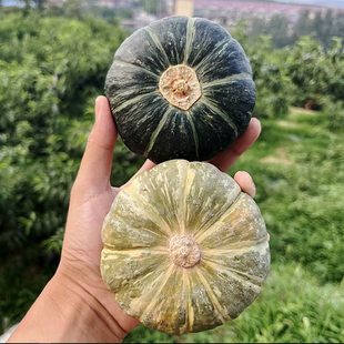 【顺丰】李查德®叁色栗栗贝贝南瓜三色孕妇辅食早餐宝宝粉糯新鲜