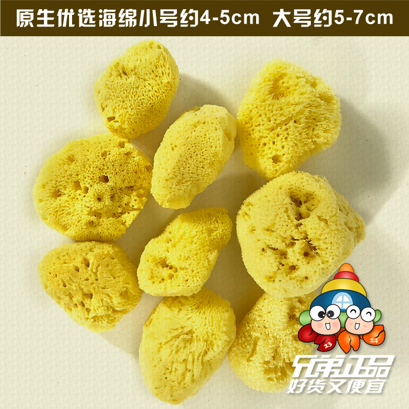 寄居蟹宠物希腊进口喝水海绵