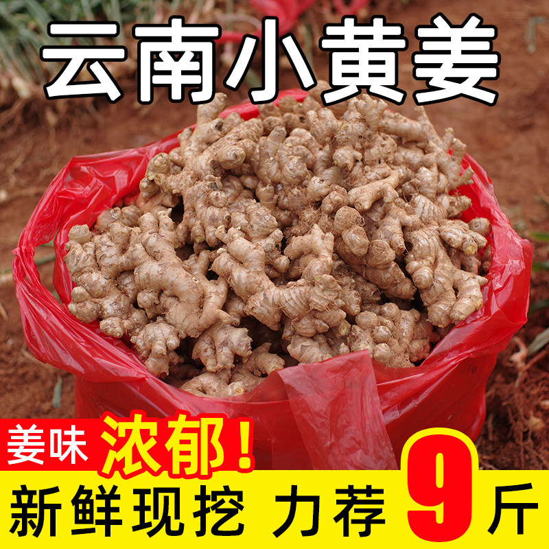 老姜新鲜现挖云南小黄姜山地生姜老姜月子姜土嫩姜母仔姜蔬菜整箱