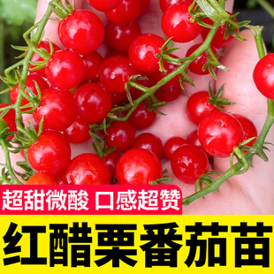 红醋栗番茄苗秧矮生西红柿黑珍珠种子菜苗四季蔬菜秧苗春季